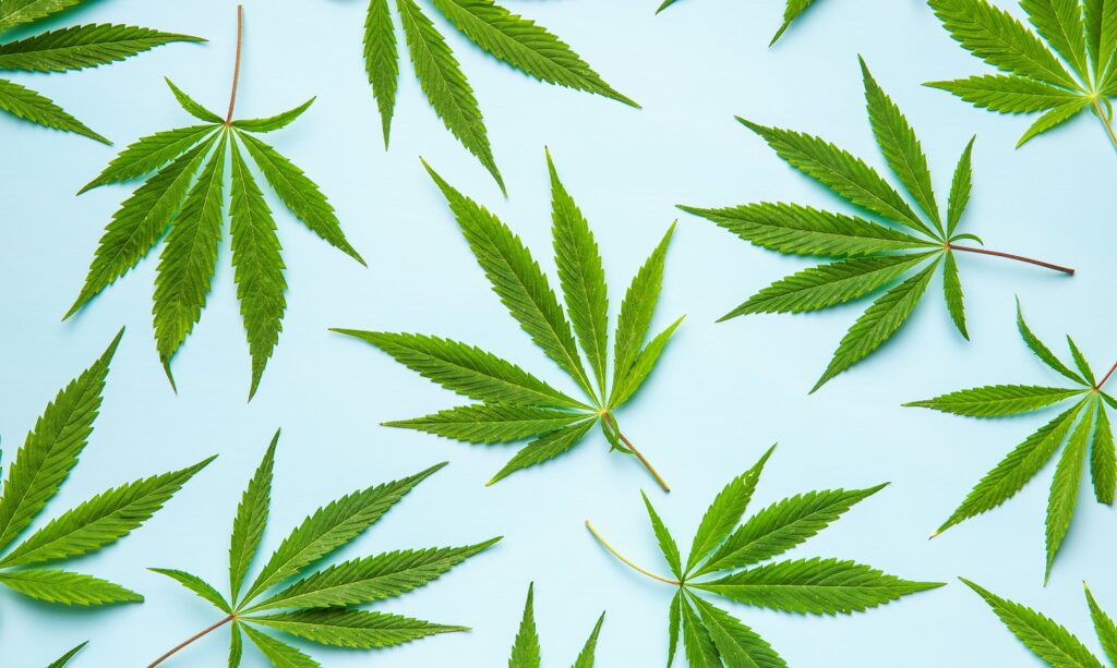 Green cannabis leaves