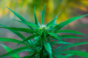 A closeup shot of green cannabis marijuana plants | Gros plan de plants de cannabis verts