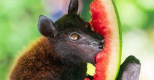 Fruit bat eating a watermelon
