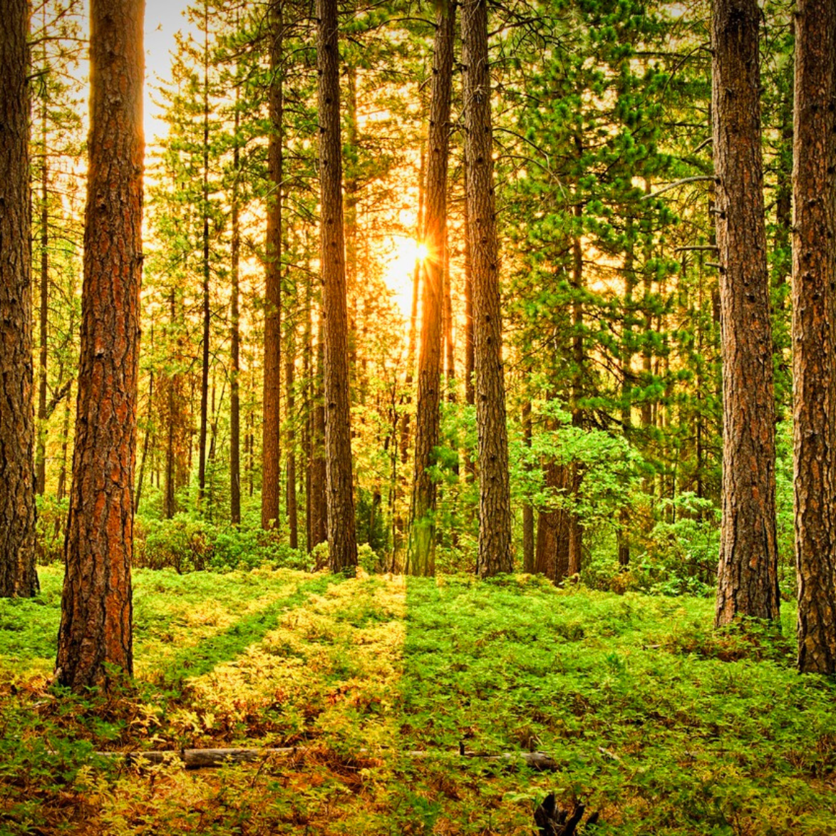 Trees in nature