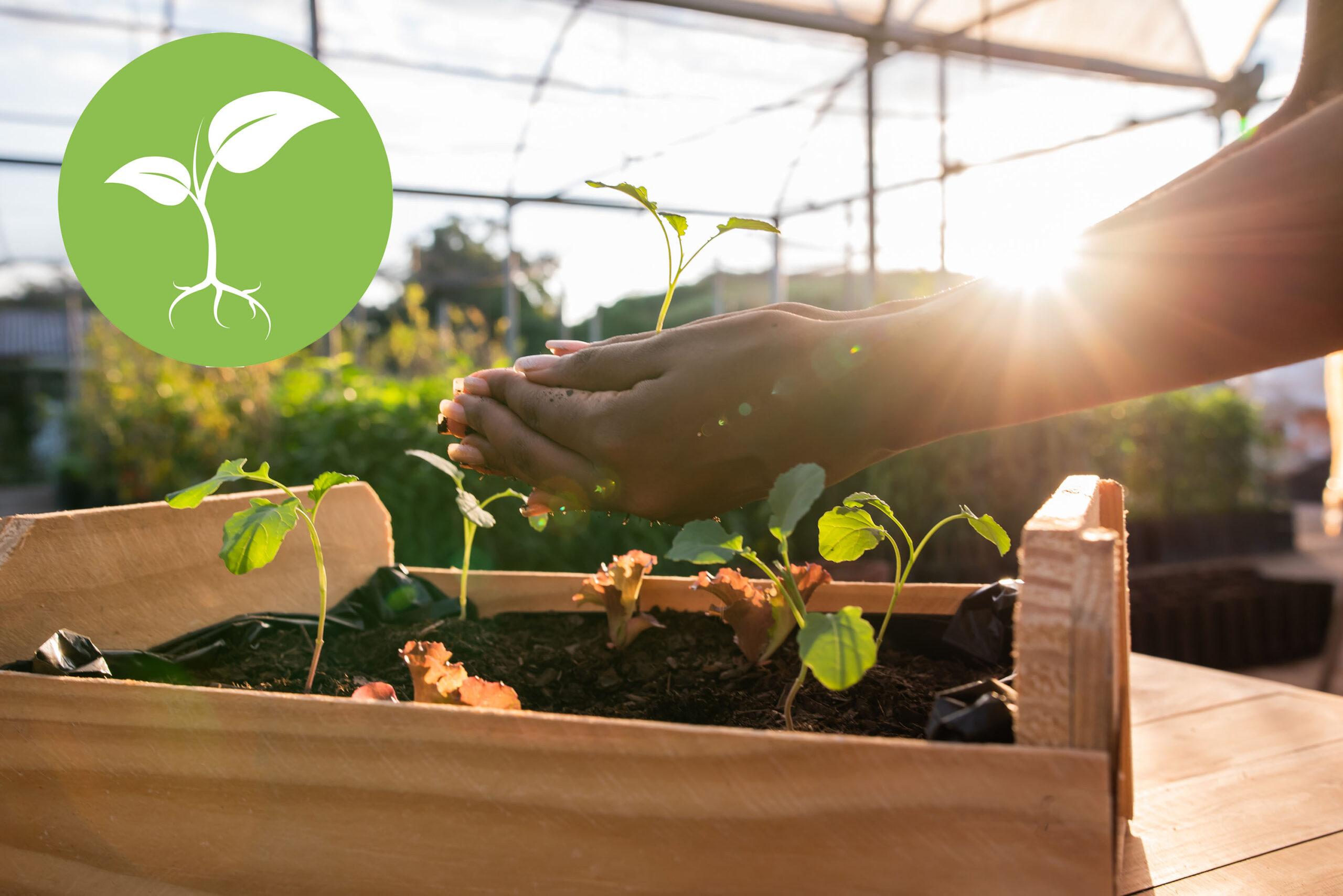 Hands holding plant over soil land, sustainability. |