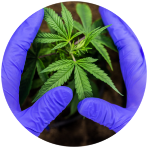 Hands surrounding a cannabis plant