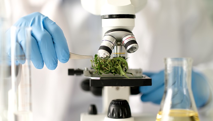 Chemist examining dry marijuana leaves under microscope in laboratory closeup