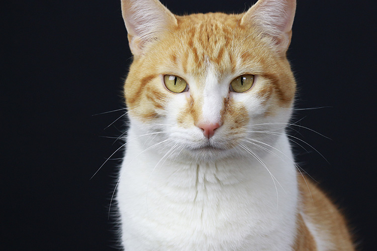 A cat with orange fur